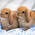 Bunnies-Rabbit-Cute-Wallpaper